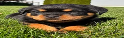 Rottweiler dogs for sale: Roxy - Ad 1