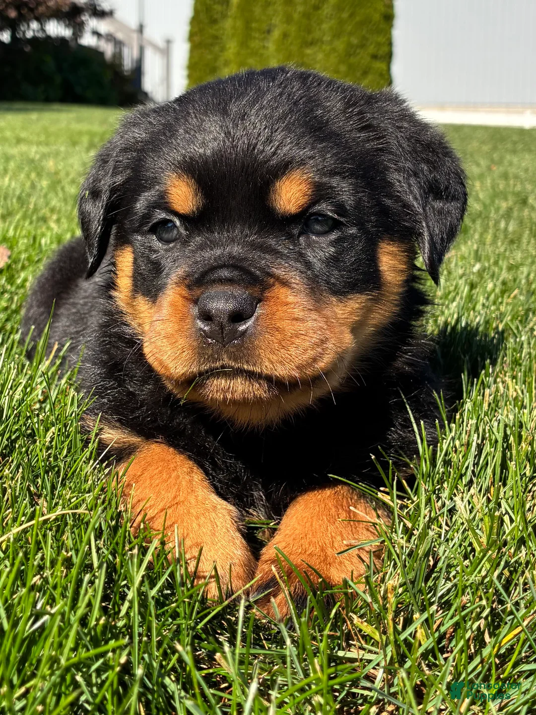 Rottweiler dogs for sale: Roxy - Ad 1