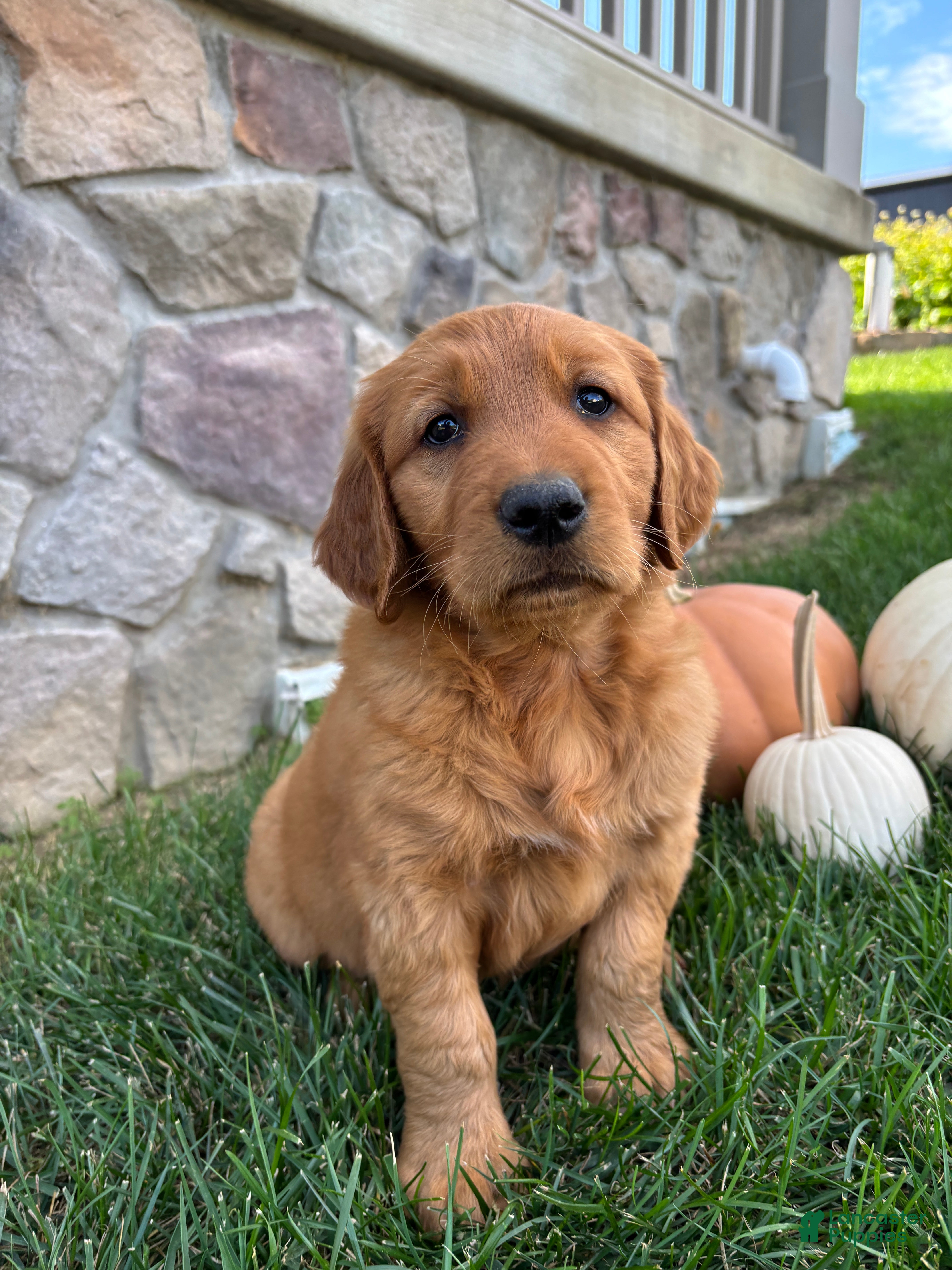 Golden Retriever dogs Rowdy - Ad 1