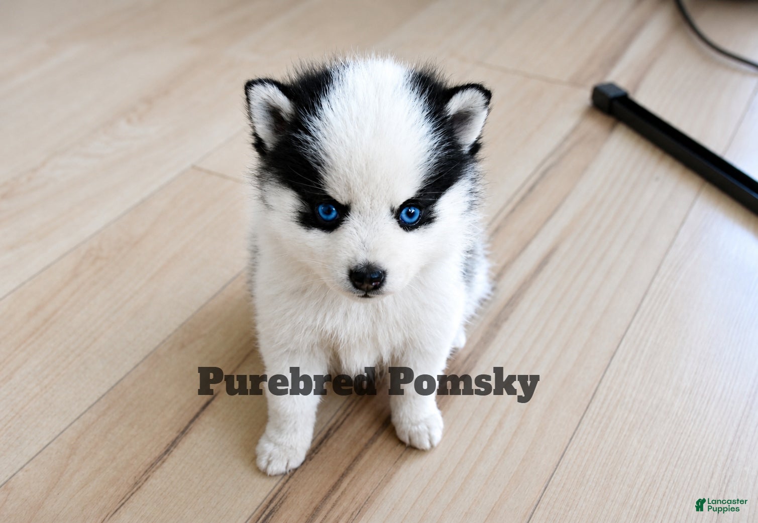 Pomsky dogs Pixie Micro Pomsky - Ad 2