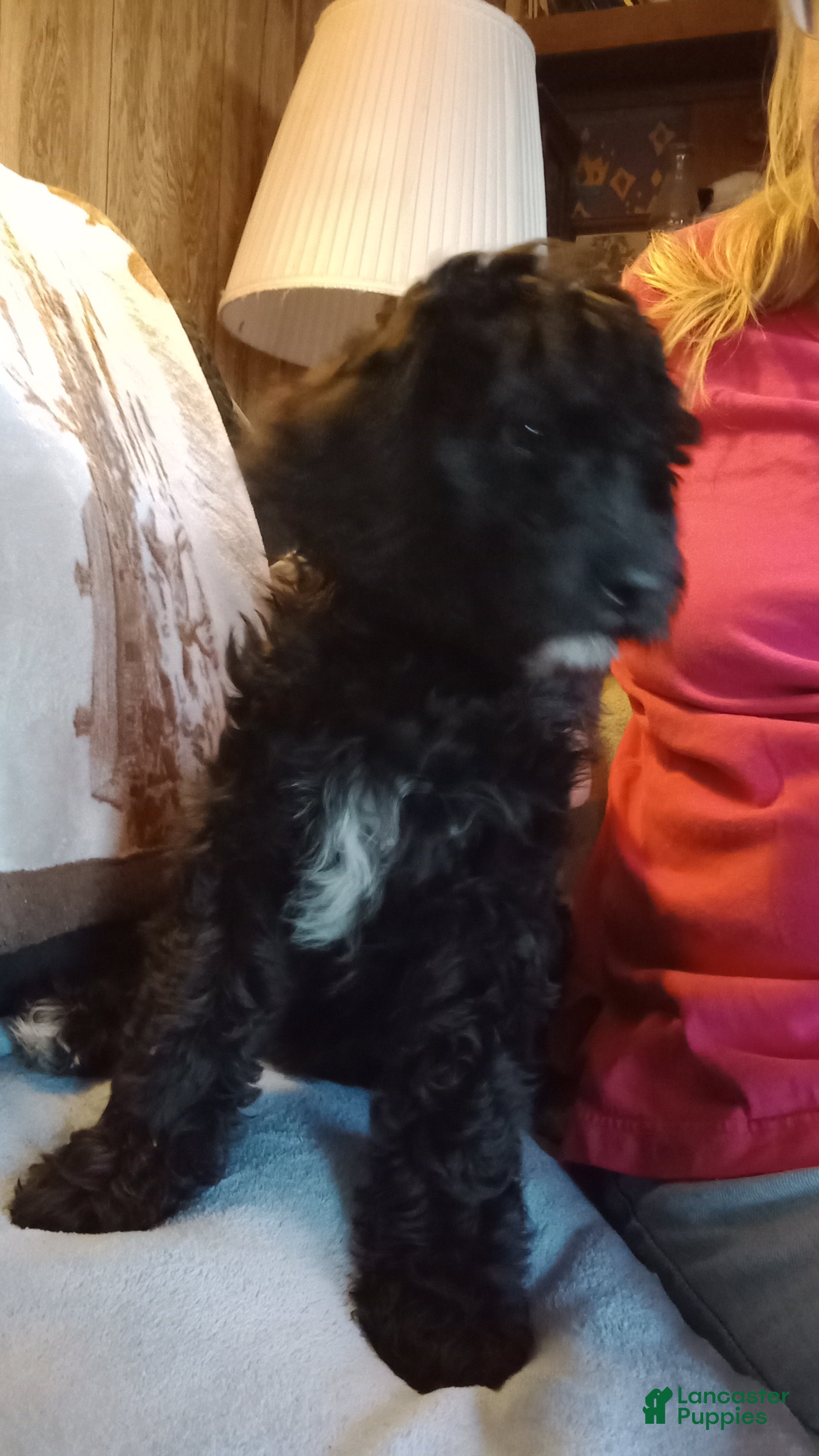 Standard Poodle dogs Joe - Ad 37