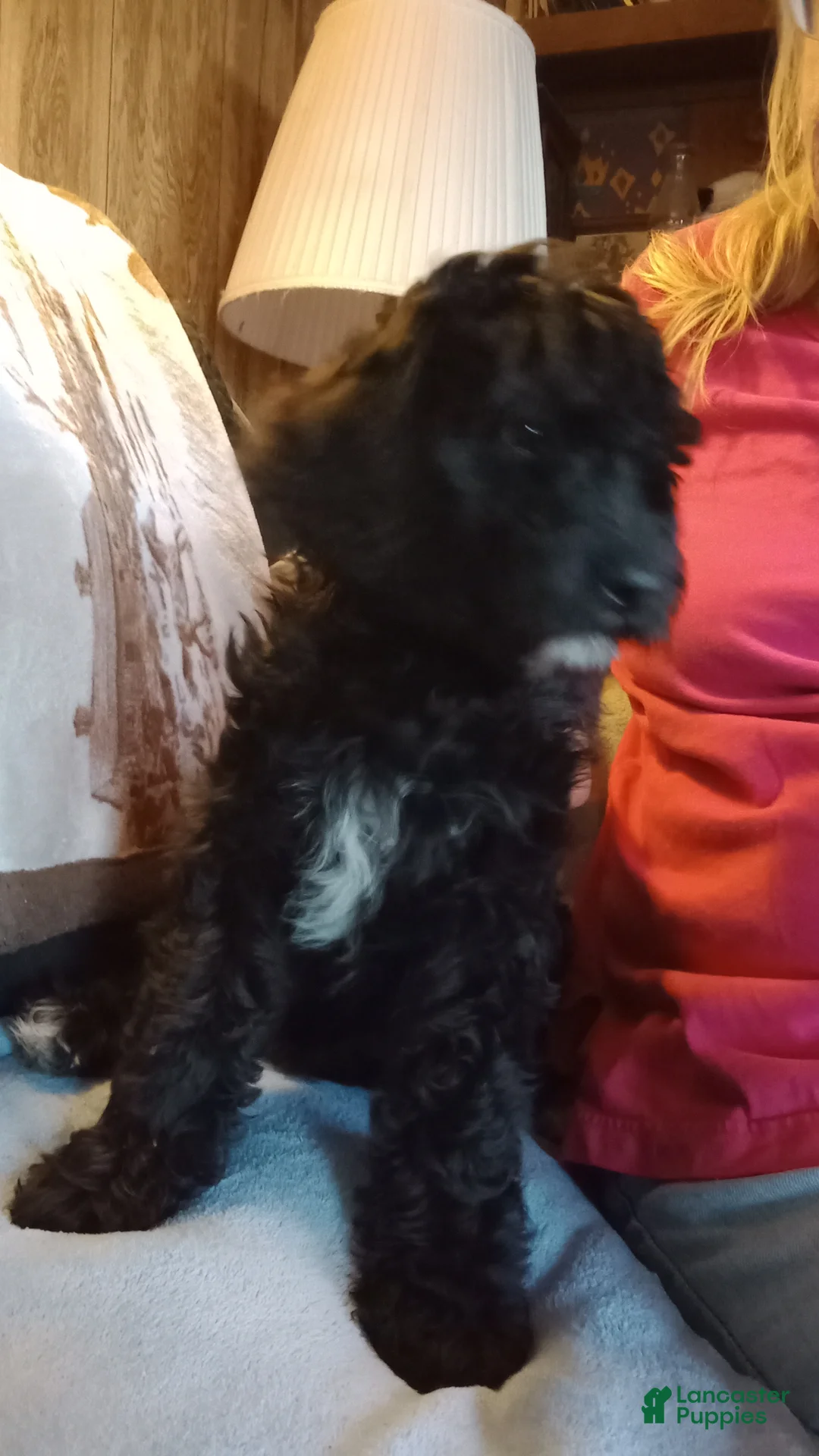 Standard Poodle dogs for sale: Joe - Ad 1