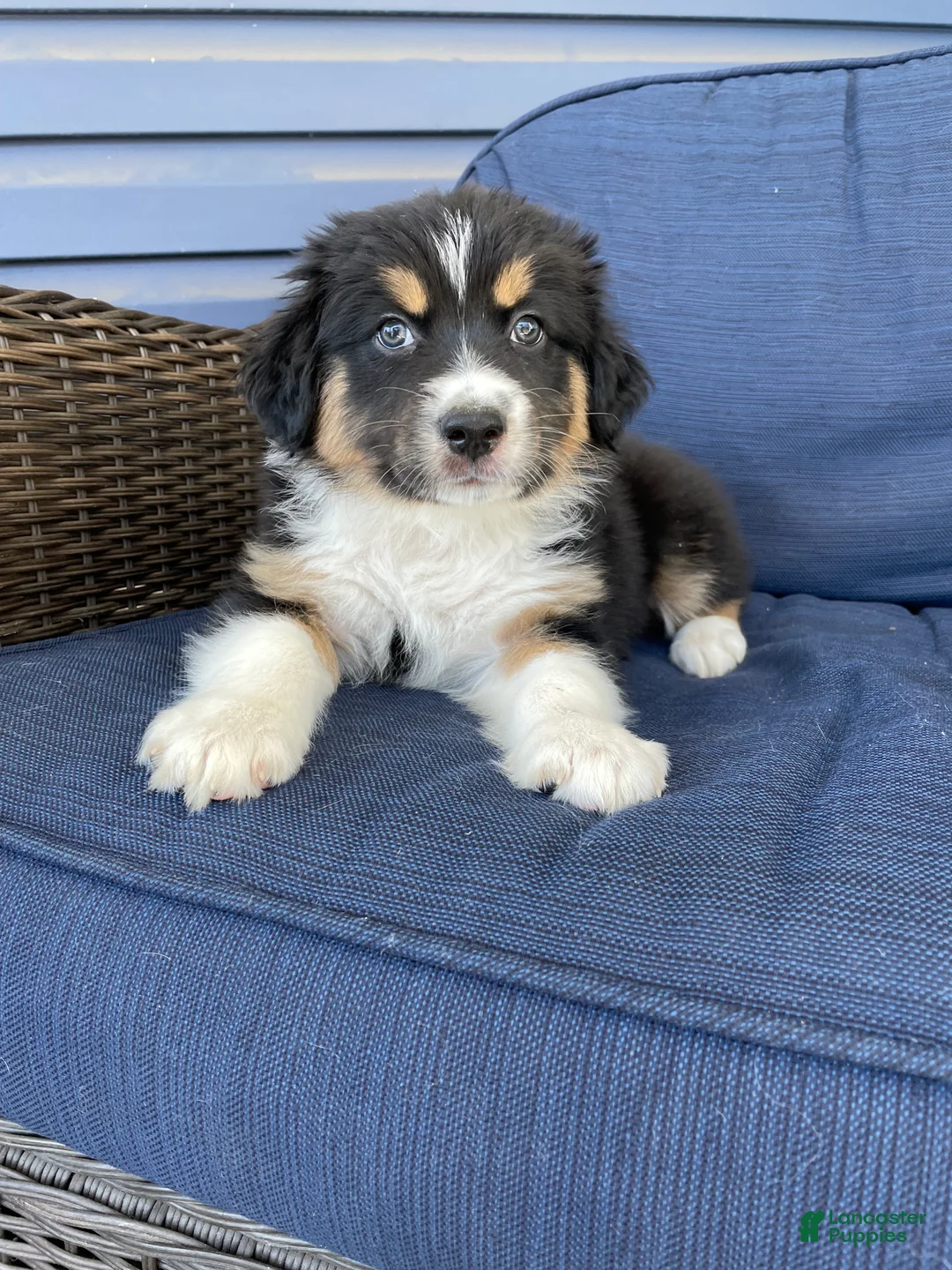 Australian Shepherd dogs for sale: Eddie - Ad 1