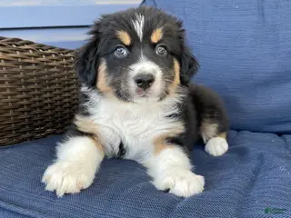 Australian Shepherd dogs Eddie - Ad 2