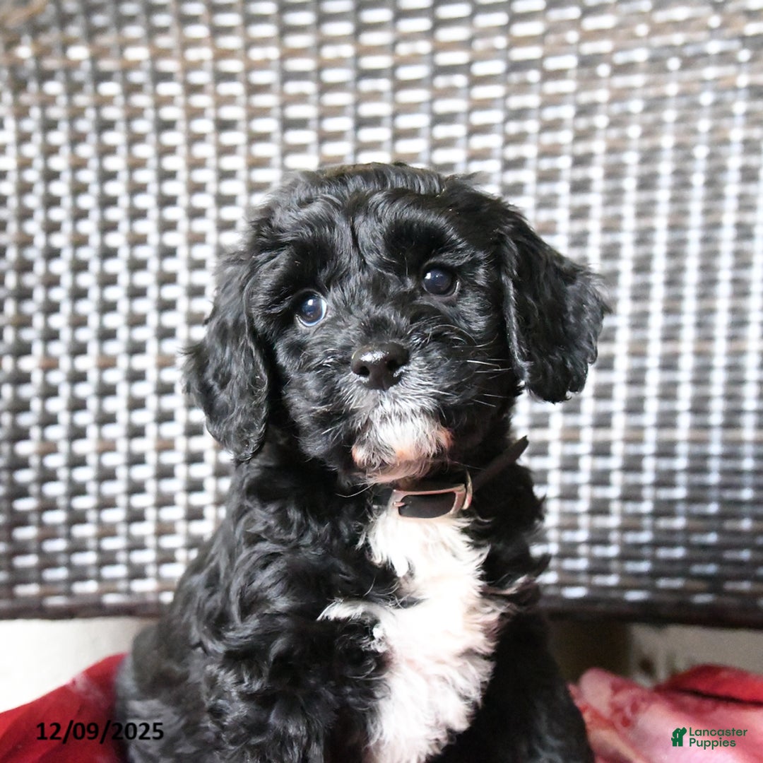Cockapoo dogs for sale: Milo - Ad 4