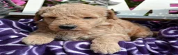 Mini Goldendoodle dogs for sale: Dotty Mini Goldendoodle 2 - Ad 6