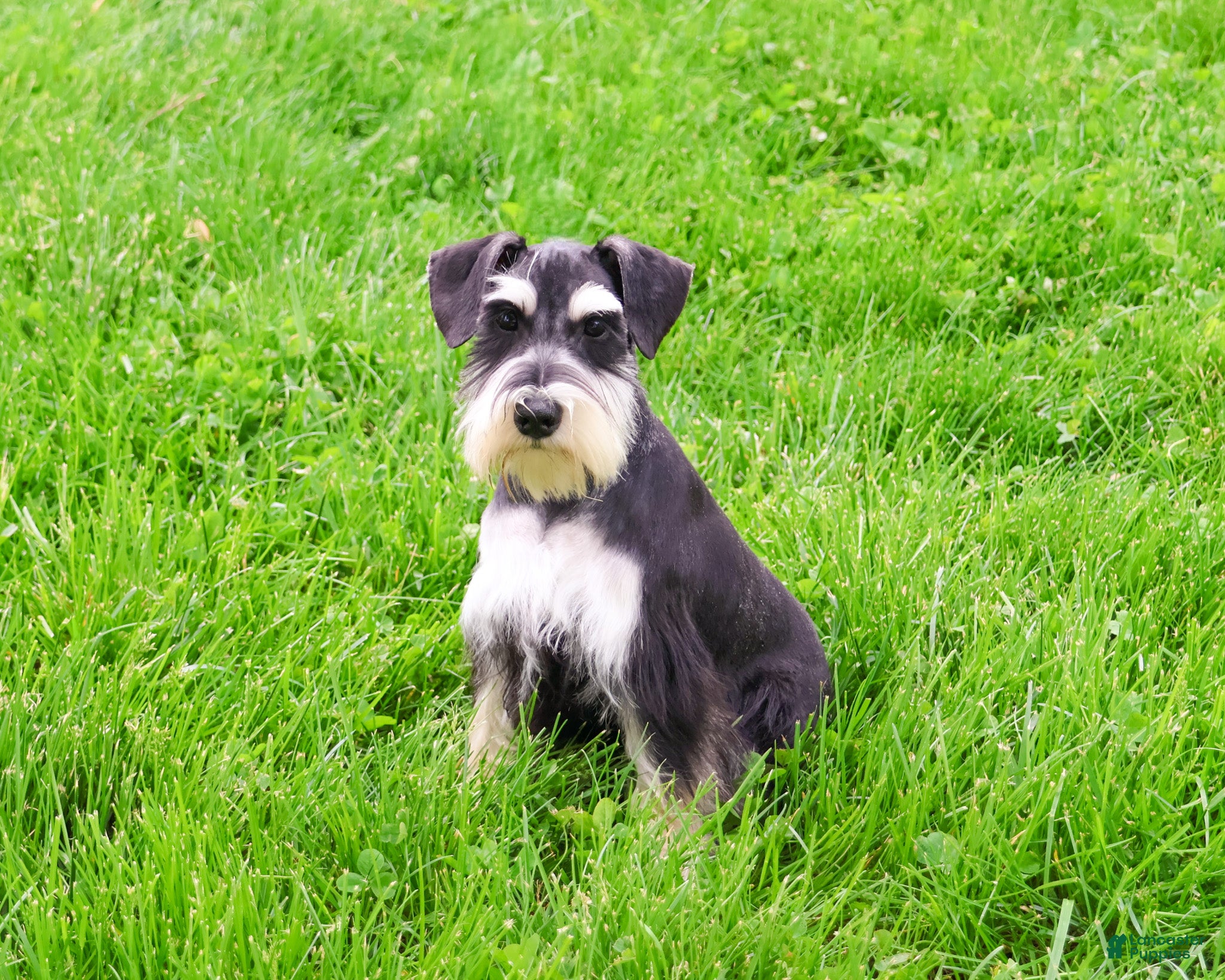 Miniature Schnauzer dogs Azriel  - Ad 2