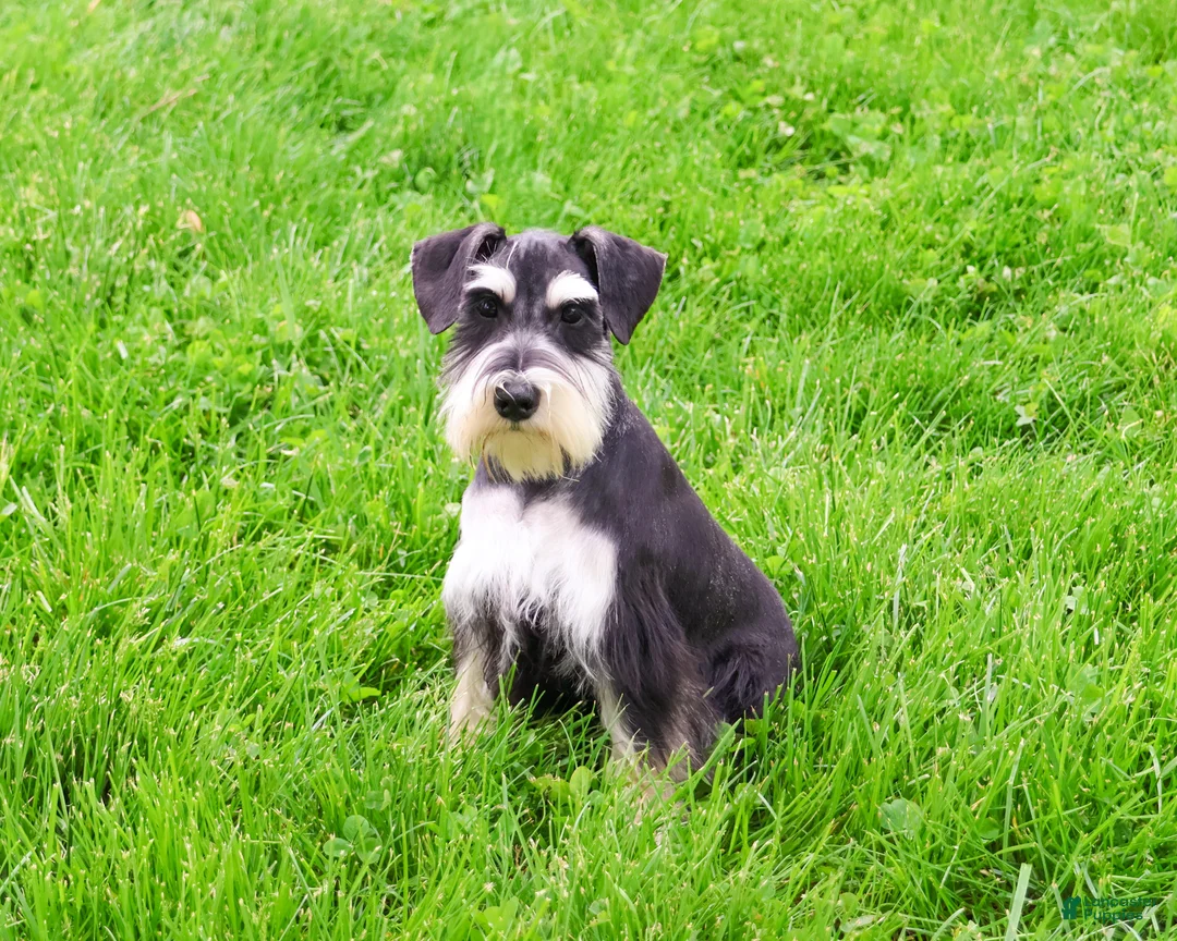 Miniature Schnauzer dogs for sale: Azriel  - Ad 2