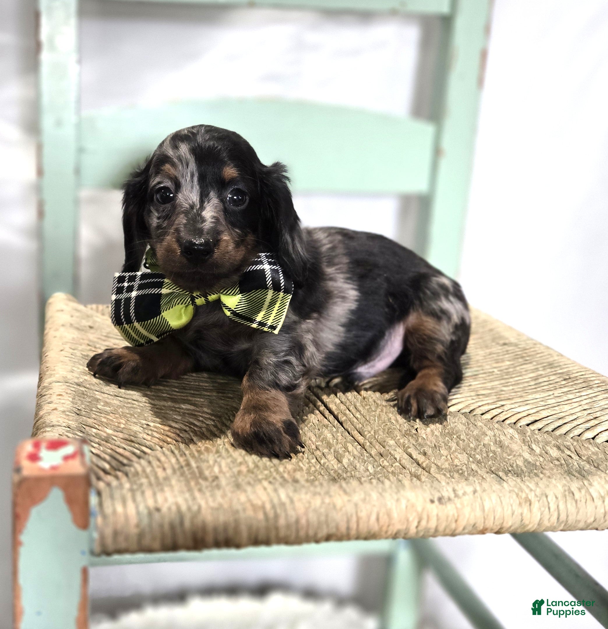 Miniature Dachshund dogs Kyle - Ad 1