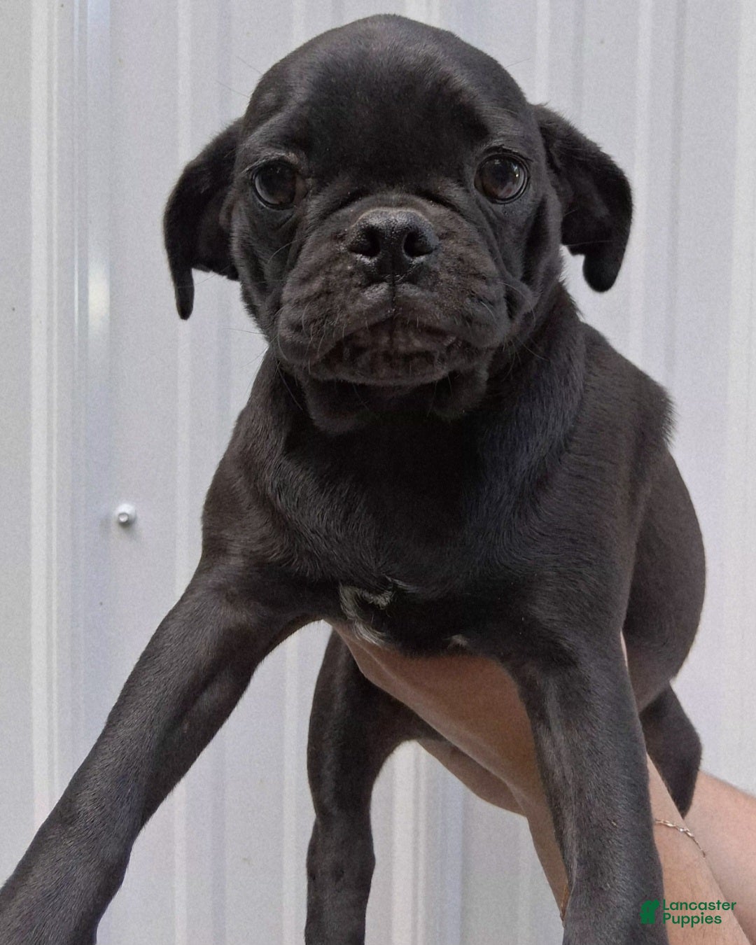Pug dogs King - Ad 1