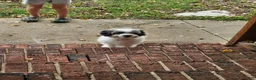 Mini Aussiedoodle dogs for sale: Murphy Mini Aussiedoodle - Ad 3