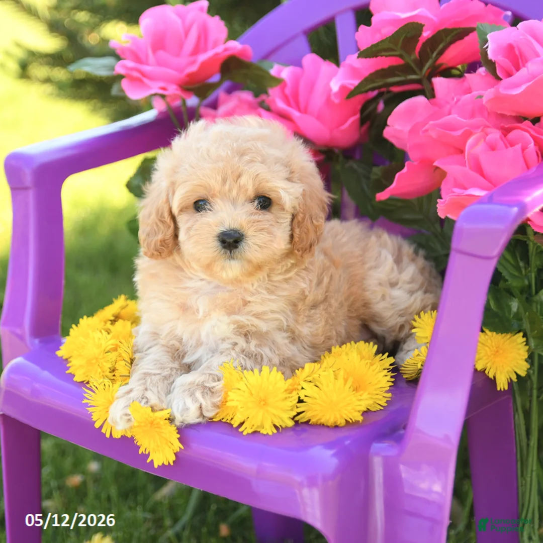 Maltipoo dogs for sale: Daisy - Ad 2