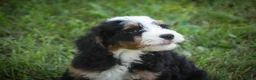 Mini Bernedoodle dogs for sale: Mooney Mini Bernedoodle  - Ad 5