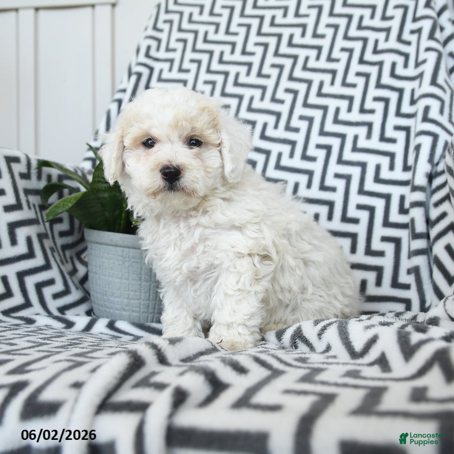 Bichpoo dogs for sale: Popcorn - Ad 3