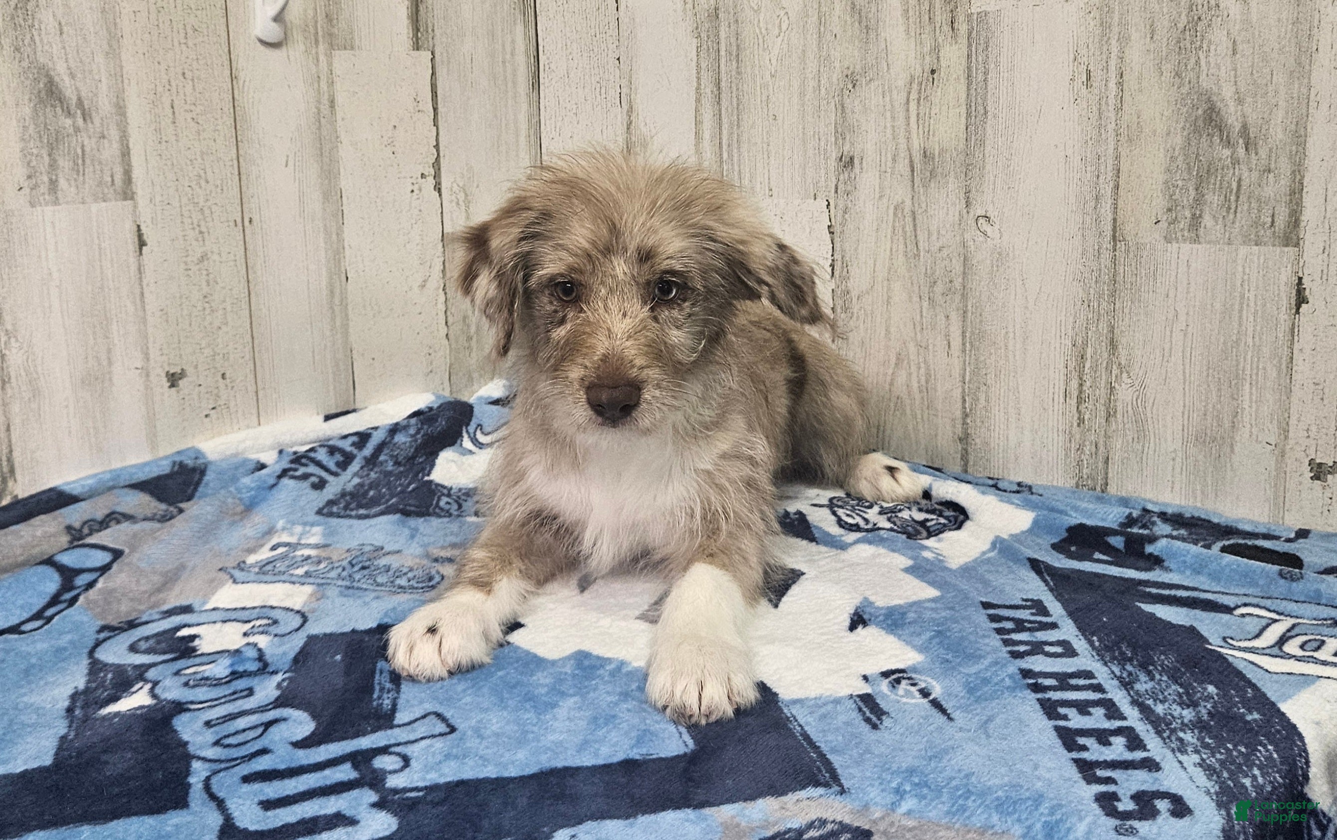 Mini Aussiedoodle dogs for sale: F1 Strawberry - Ad 3