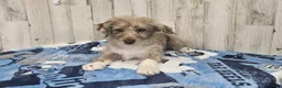 Mini Aussiedoodle dogs for sale: F1 Strawberry - Ad 1