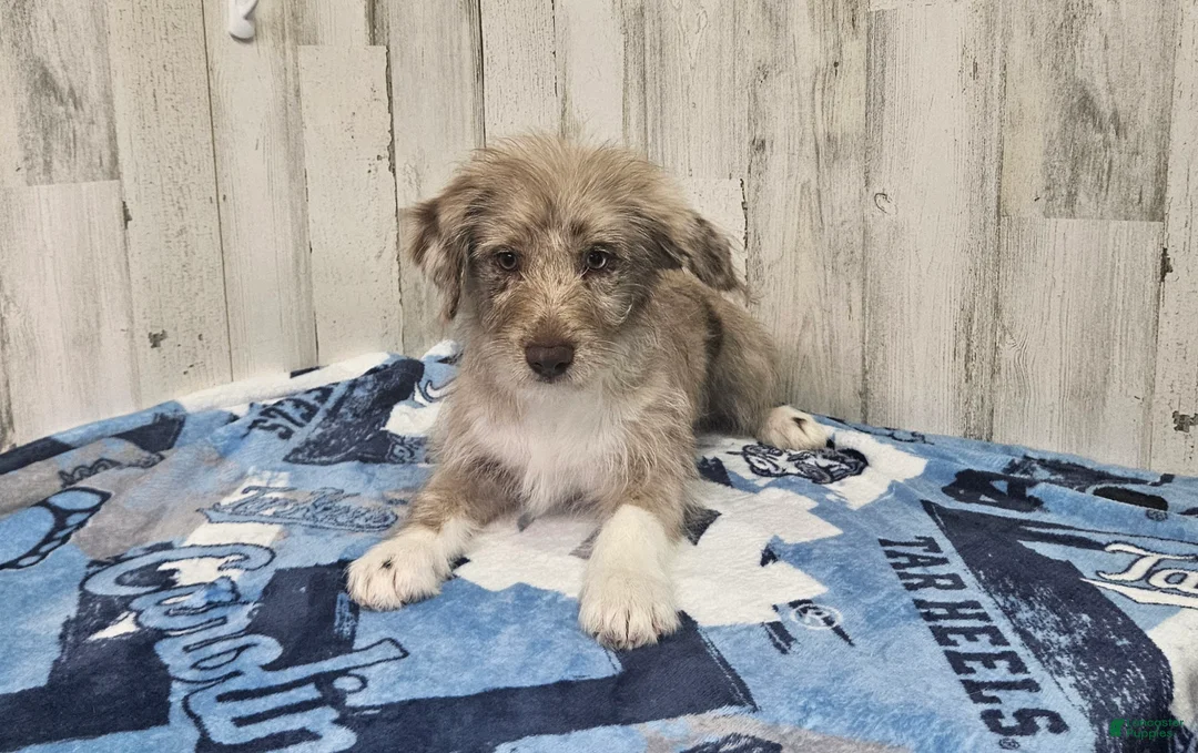 Mini Aussiedoodle dogs for sale: F1 Strawberry - Ad 1
