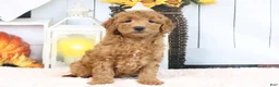 Mini Goldendoodle dogs for sale: Fallon - Ad 2