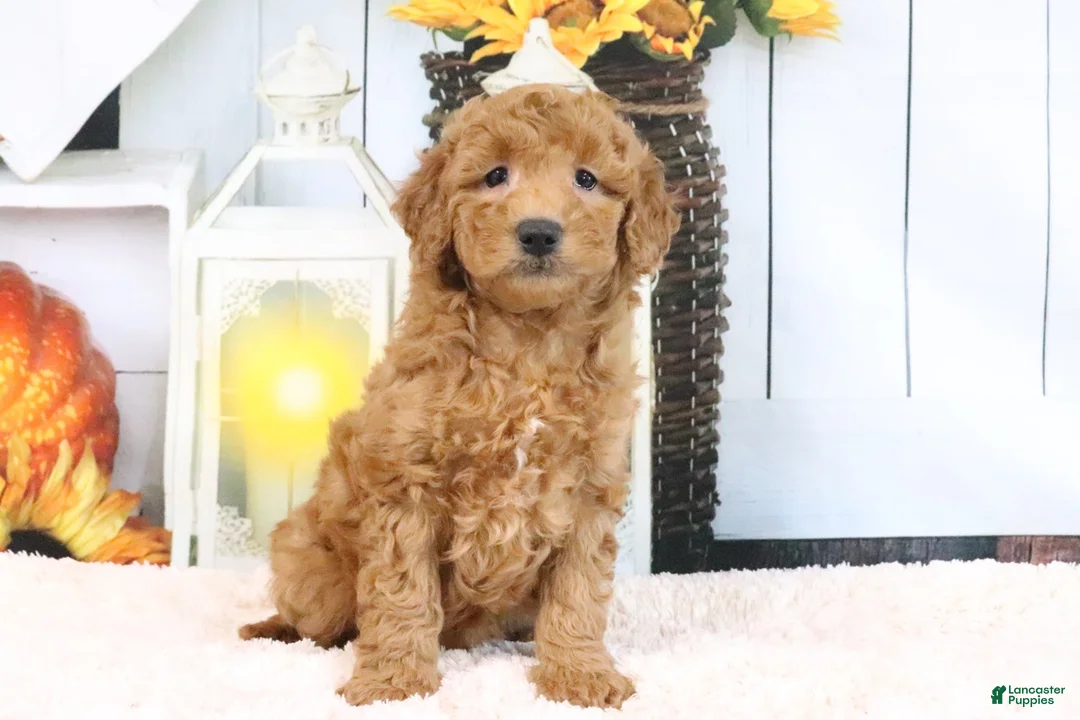 Mini Goldendoodle dogs for sale: Fallon - Ad 2