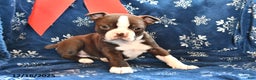 Boston Terrier dogs for sale: Akela - Ad 2