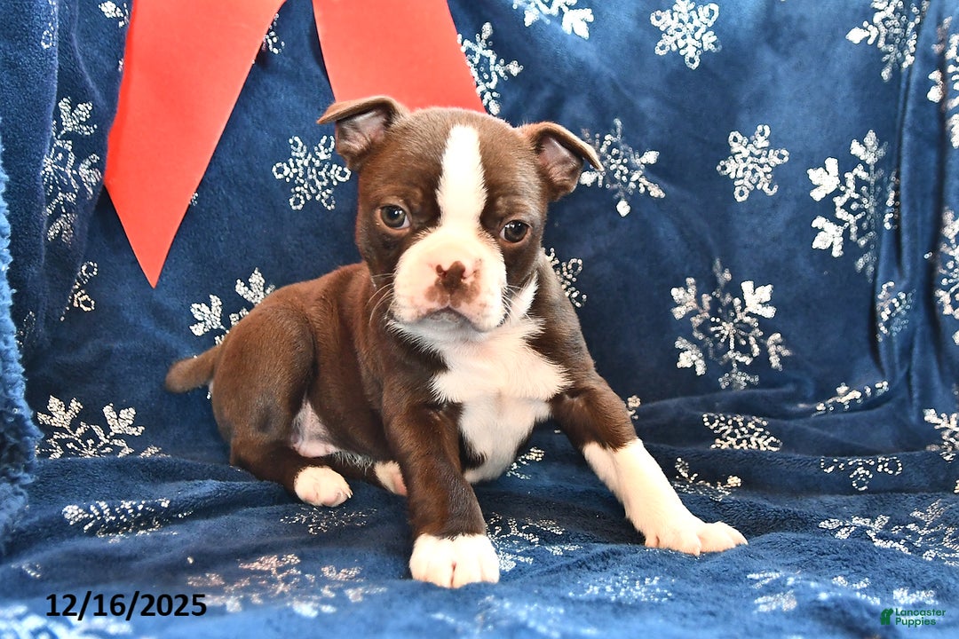 Boston Terrier dogs for sale: Akela - Ad 2