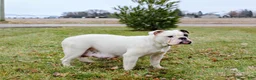 English Bulldog dogs for sale: Lisa - Ad 7