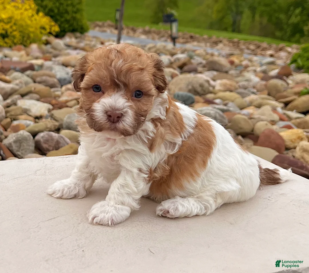 Havanese dogs for sale: Lexy - Ad 2