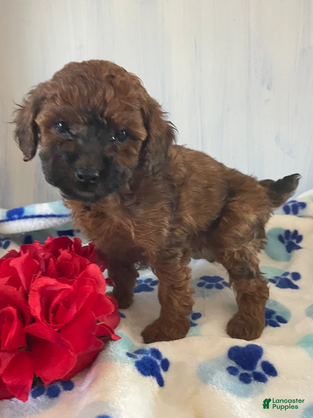 Toy Poodle dogs for sale: Ginger - Ad 1