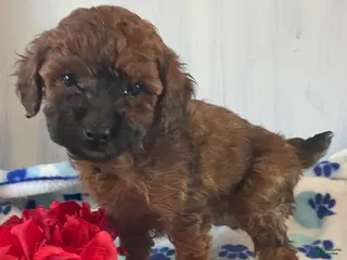 Toy Poodle dogs Ginger - Ad 42
