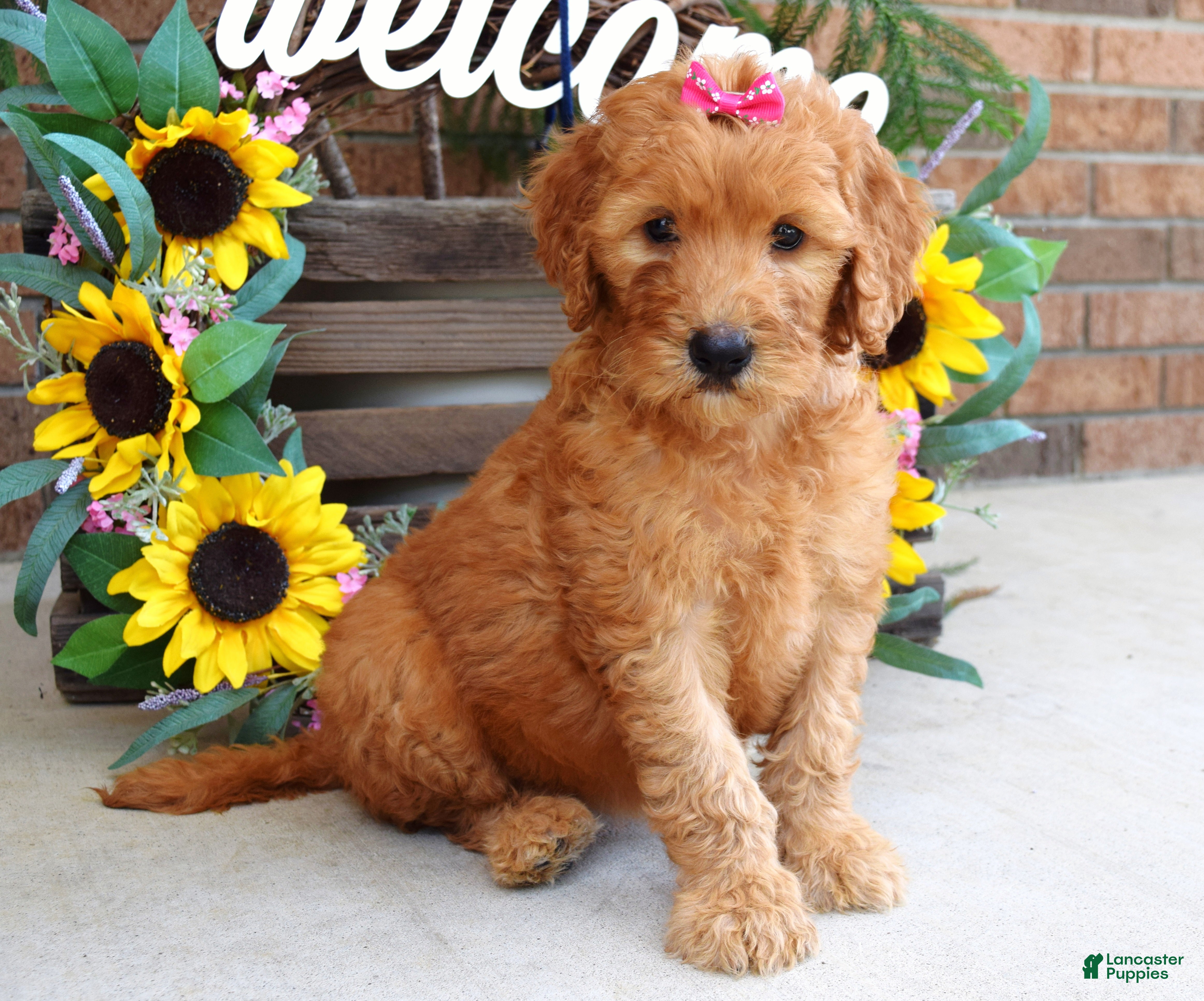 Goldendoodle dogs Remy - Ad 1