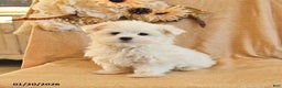 Maltese dogs for sale: Milo - Ad 3