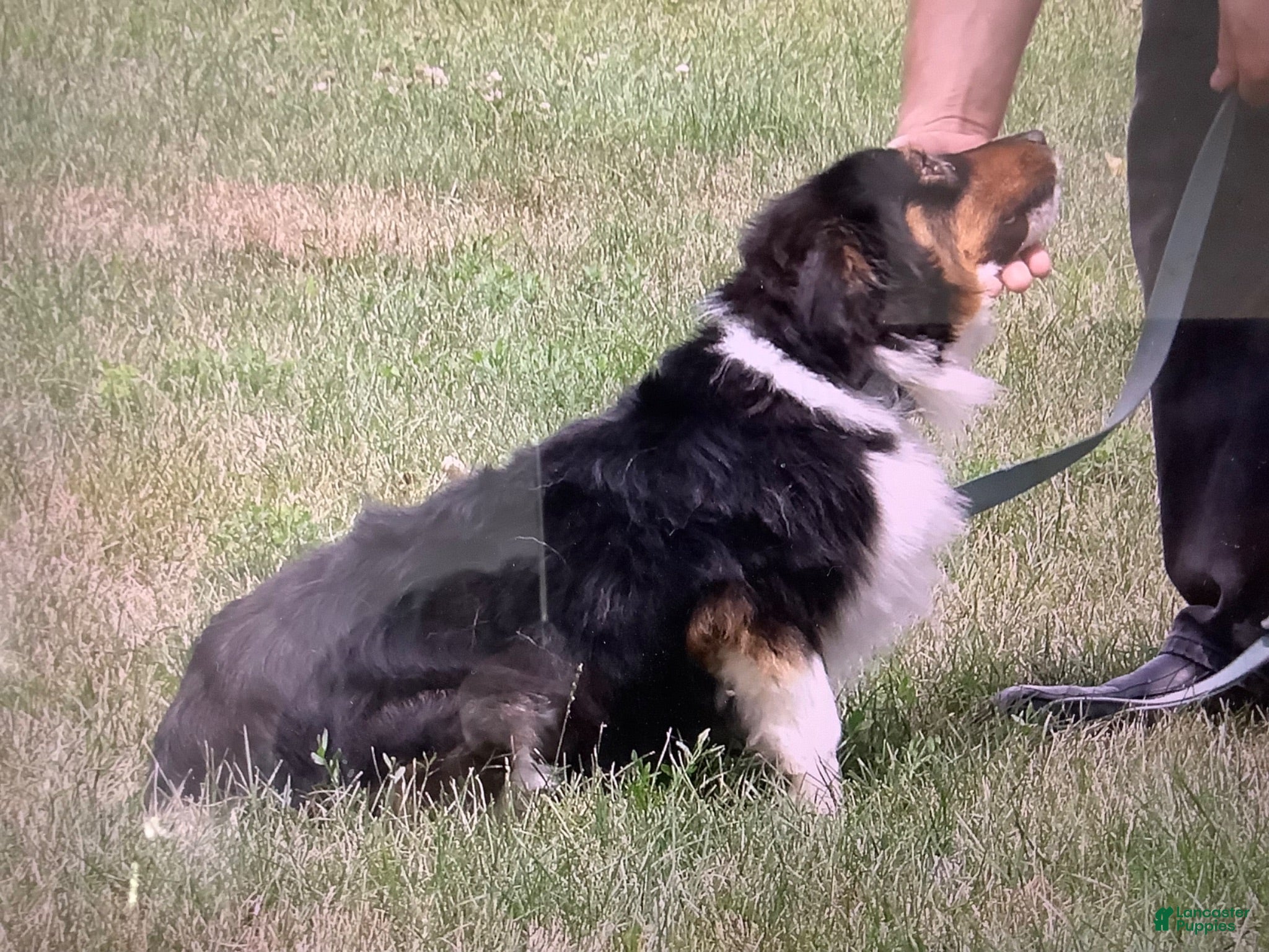 Miniature Australian Shepherd dogs Trixy - Ad 2