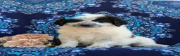 Mixed Breed dogs for sale: Moya - Ad 1
