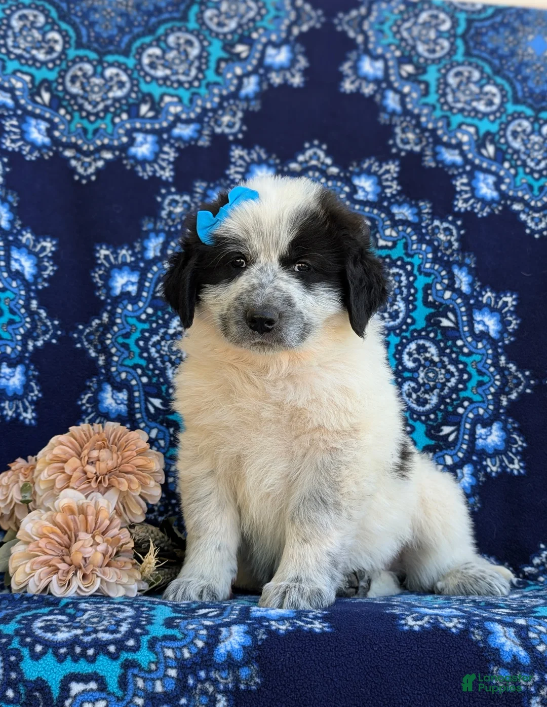 Mixed Breed dogs for sale: Moya - Ad 1