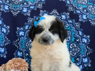 Mixed Breed dogs for sale: Moya - Ad 1