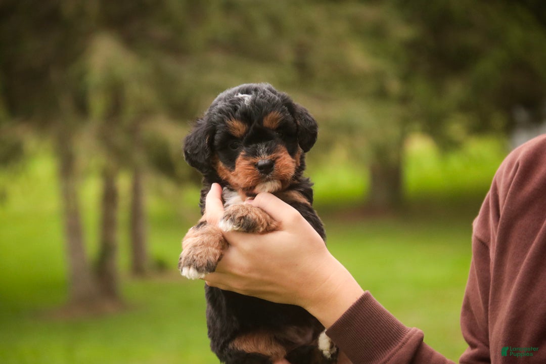 Mini Bernedoodle dogs Apple F1 Mini Bernedoodle  - Ad 2