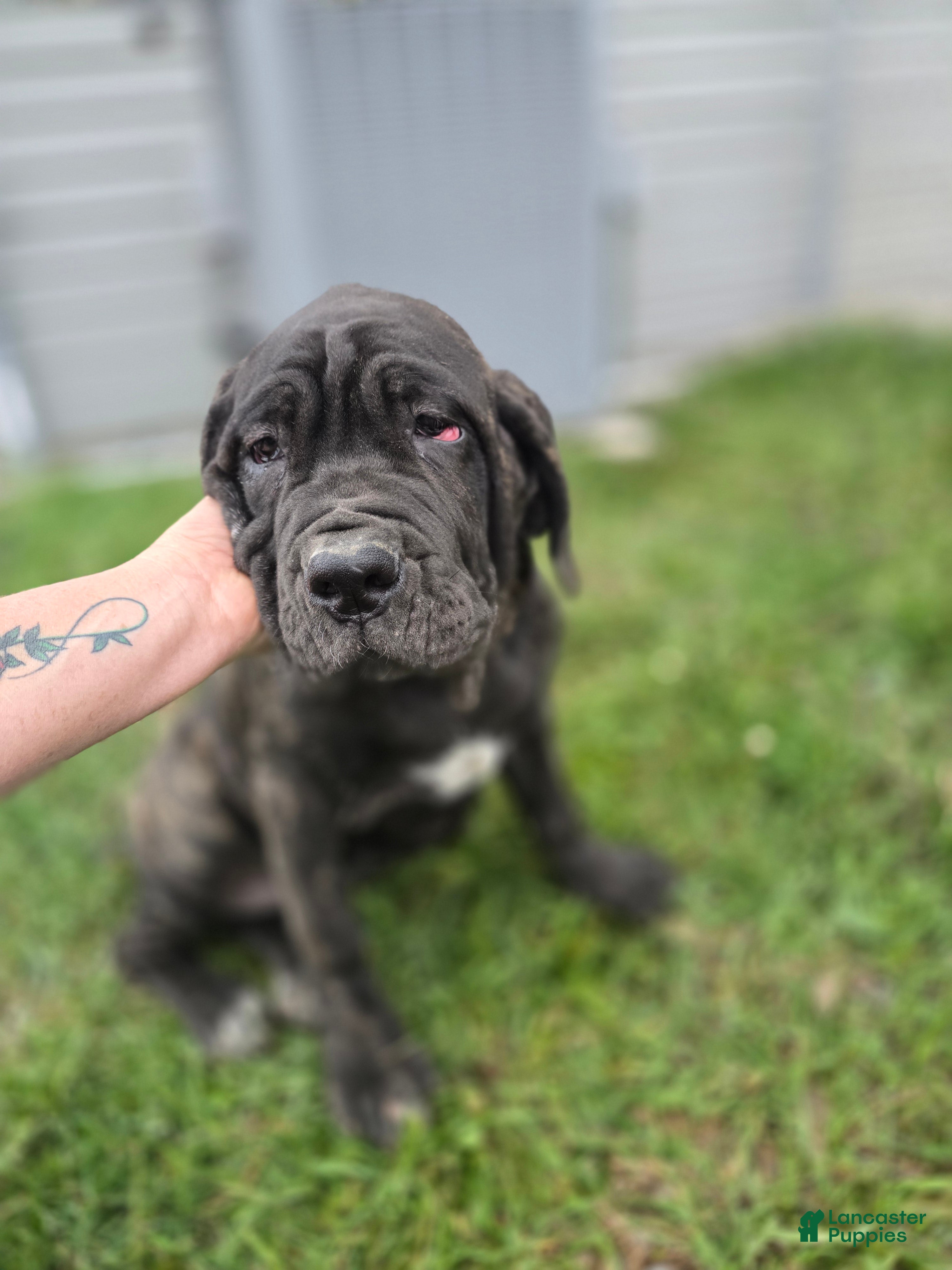 Mixed Breed dogs Ingrid - Ad 1