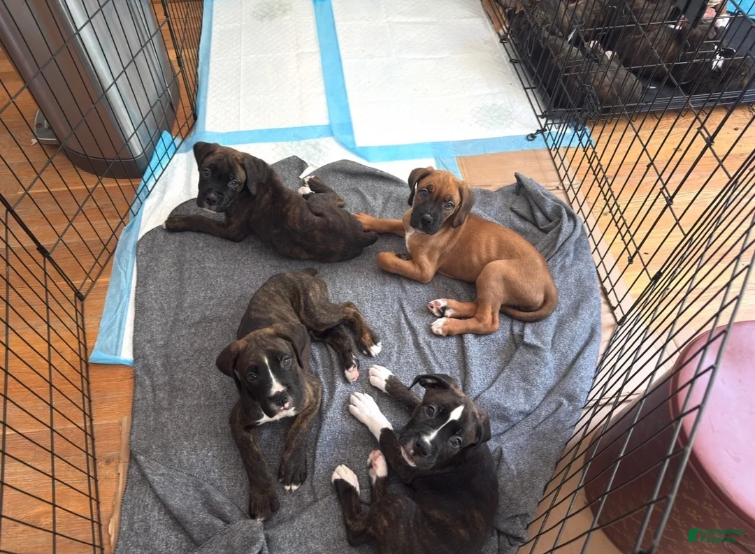 Mixed Breed dogs for sale: Boxenese Girl 2 - Ad 8
