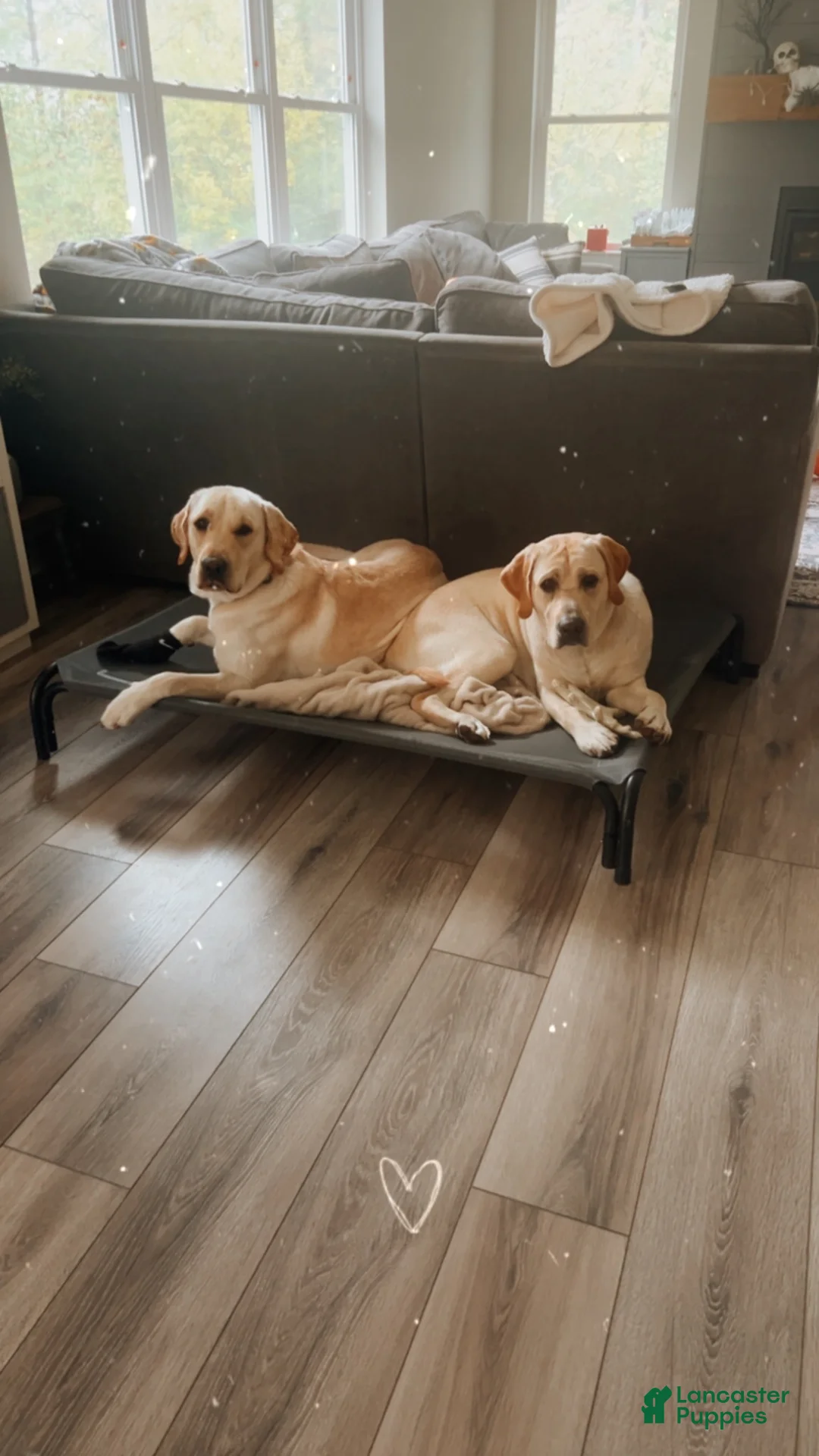 Labrador Retriever dogs for sale: Labrador Retriever 12 - Ad 2
