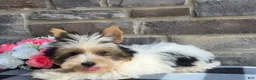 Biewer Terrier dogs for sale: Buddie - Ad 3