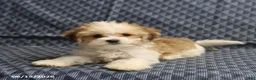 Morkie dogs for sale: Archery - Ad 5