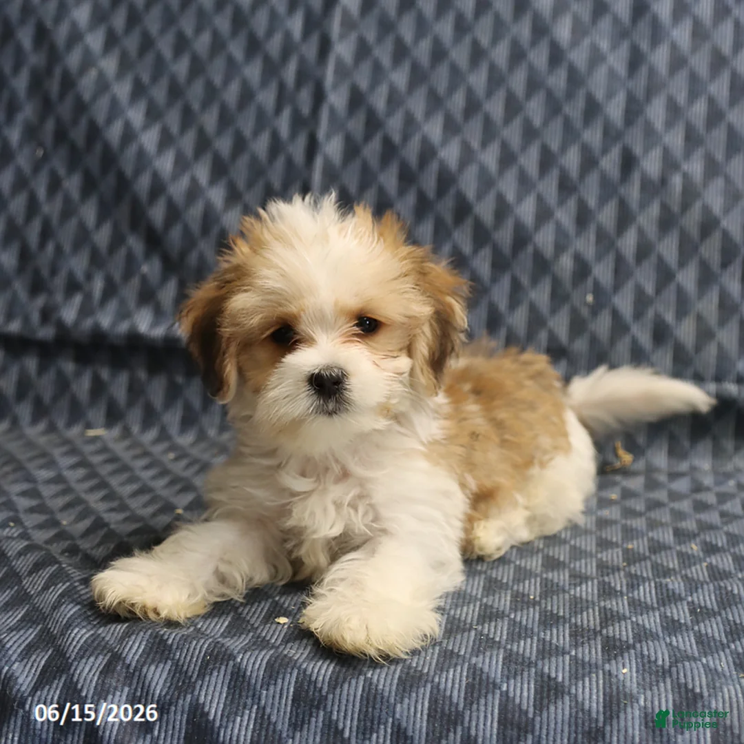 Morkie dogs for sale: Archery - Ad 5
