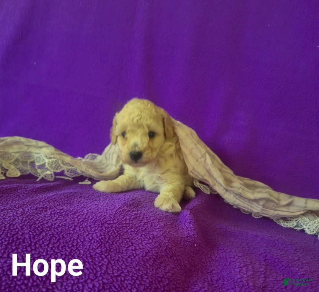 Toy Poodle dogs for sale: Hope - Ad 4