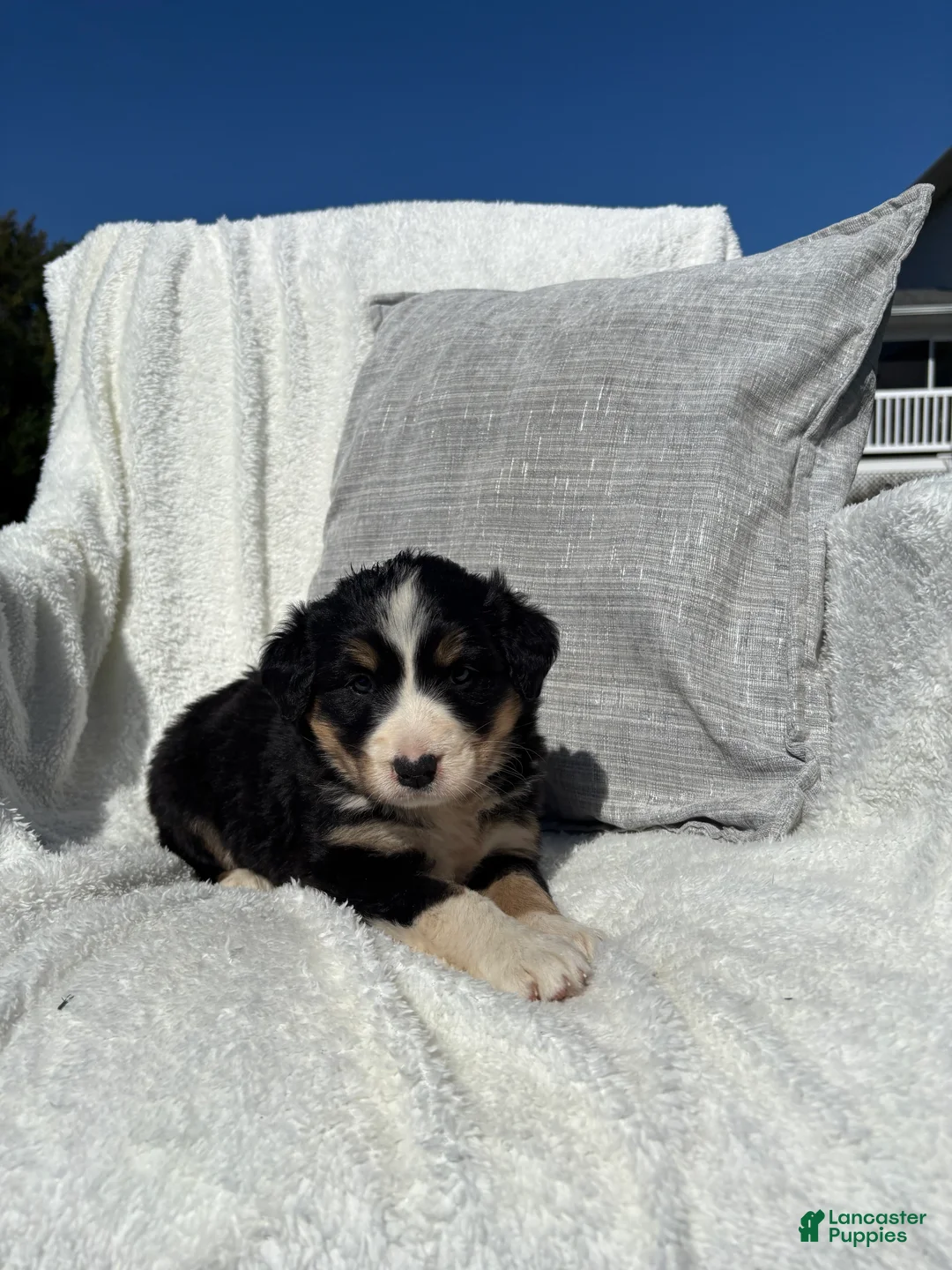 Mixed Breed dogs for sale: Mixed Breed 5 - Ad 6
