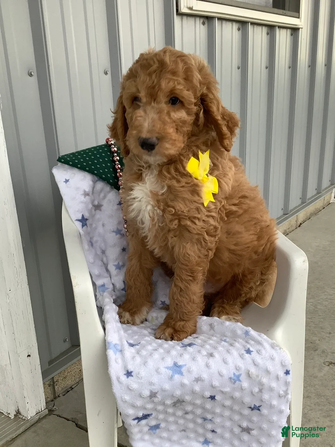 Goldendoodle dogs for sale: Freddie Goldendoodle Puppy 2 - Ad 6