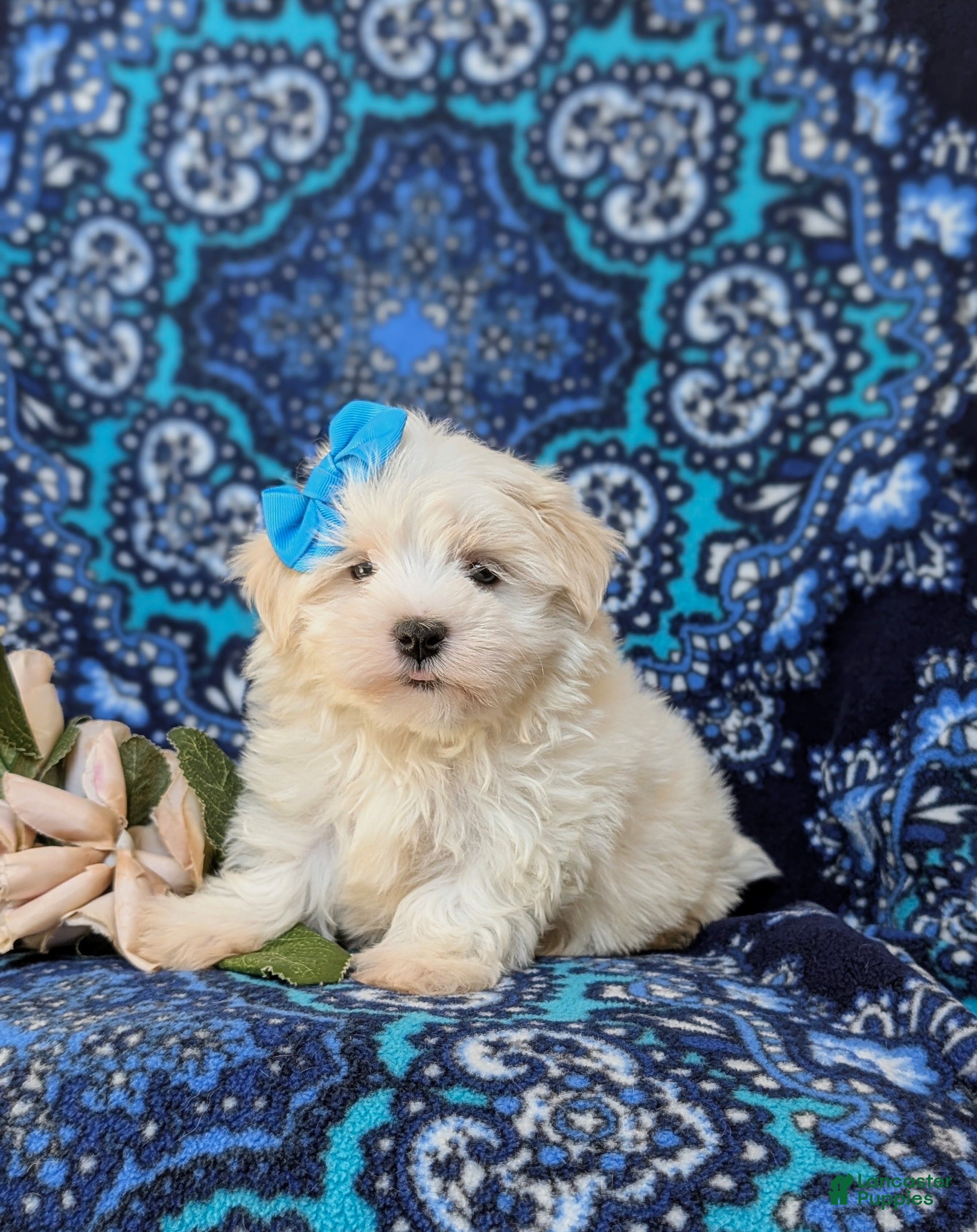 Maltese dogs Joy 7 lbs Full Grown - Ad 1