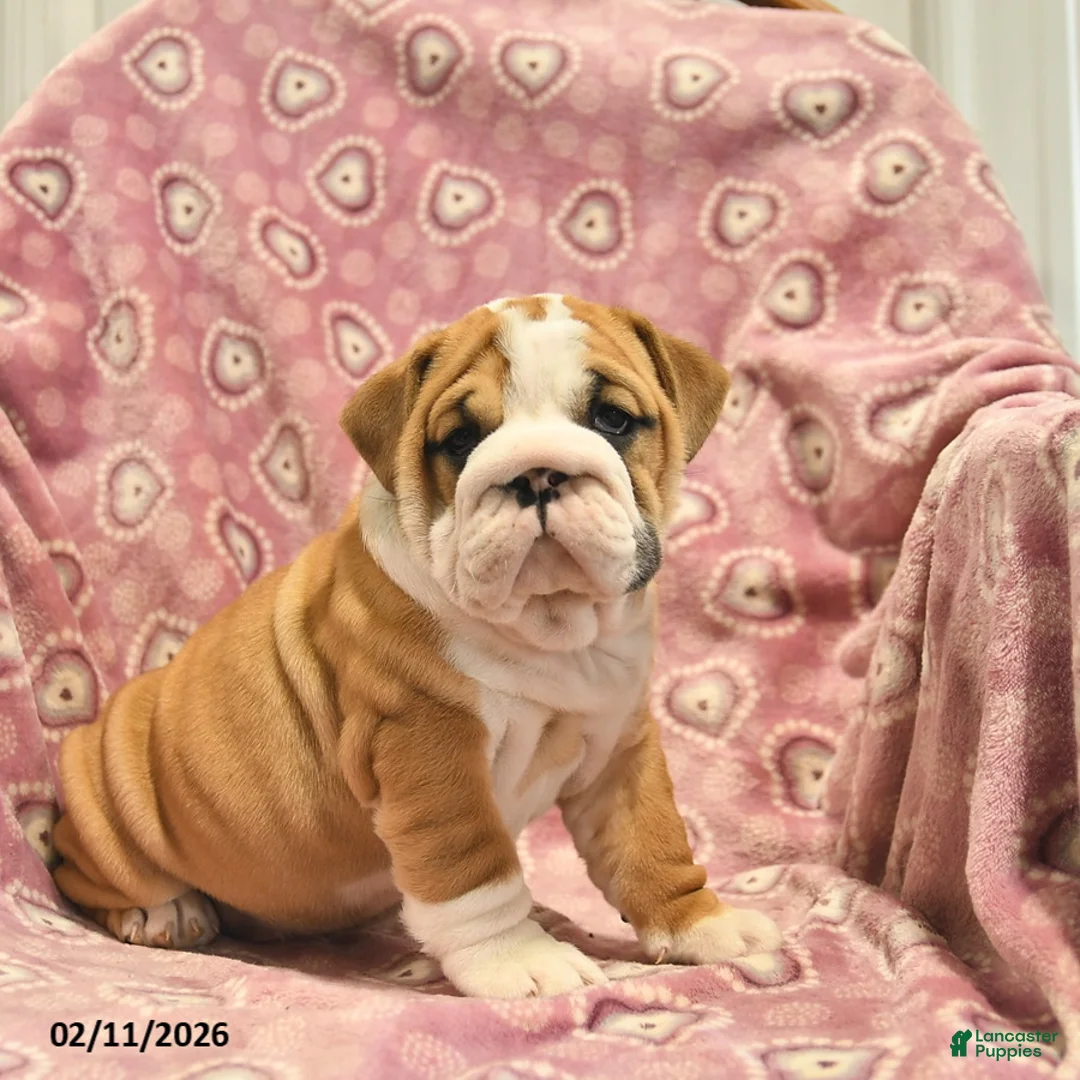 English Bulldog dogs for sale: Zoey  - Ad 3