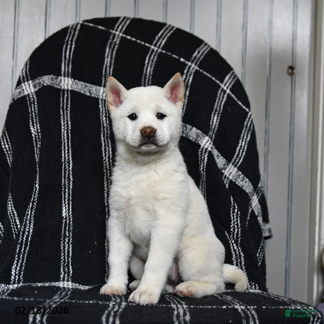 Shiba Inu dogs for sale: Starlight - Ad 1