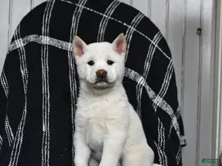 Shiba Inu dogs for sale: Starlight - Ad 2