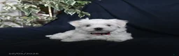 Maltese dogs for sale: Fifi - Ad 4